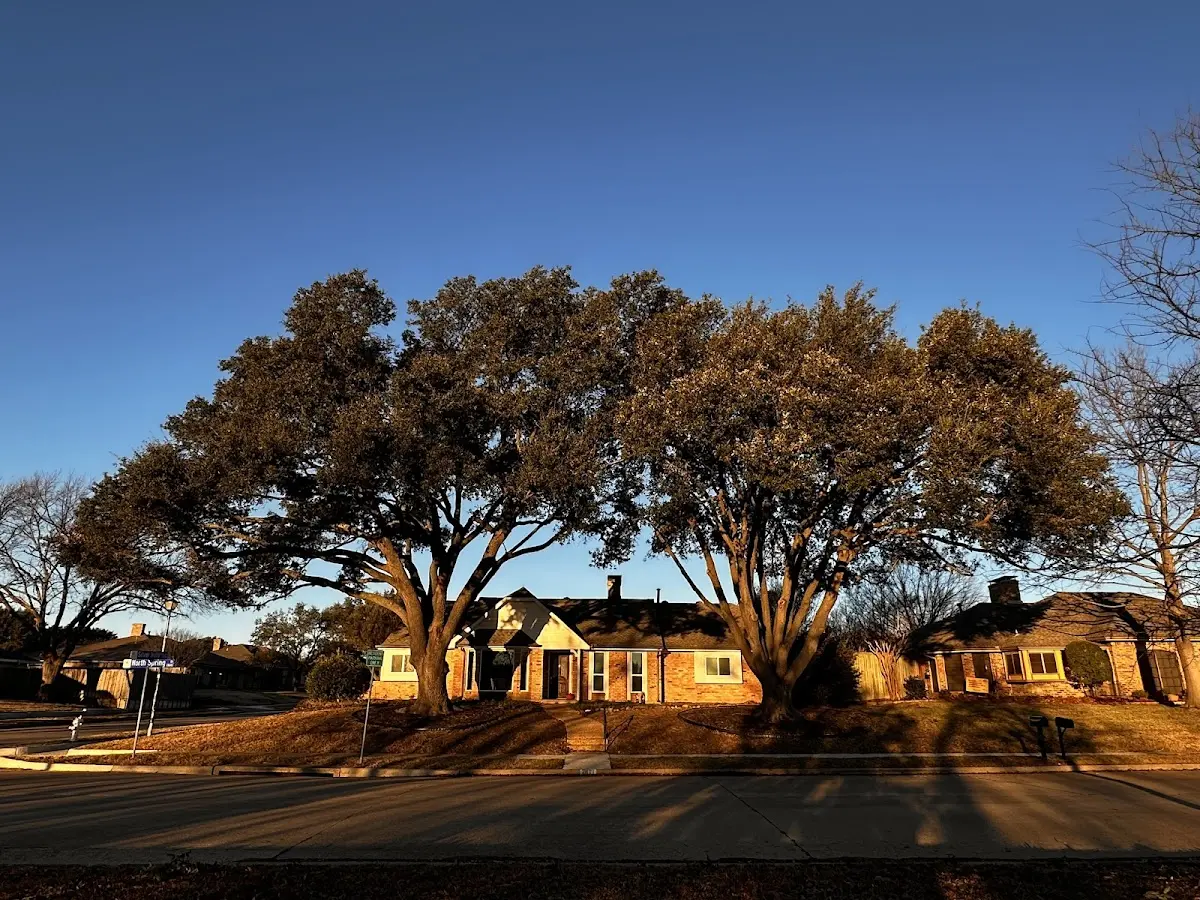 Established residential canopy tree shading a home in Montgomery